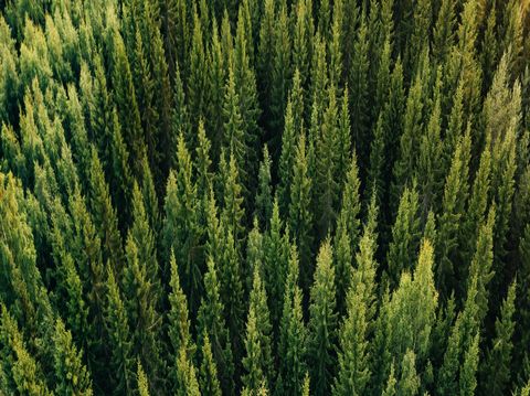 Symbolfoto: Blick von oben auf Waldgebiet