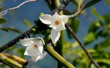Vanille Orchidee, Seychellen
