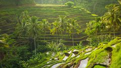 Reisterrassen bei Tegallalang, Ubud, Bali