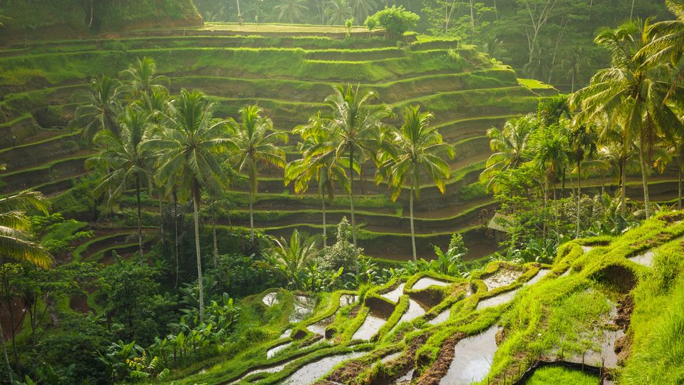 Reisterrassen bei Tegallalang, Ubud, Bali
