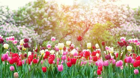 Tulpenfeld bei einer Osterreise mit sz-Reisen