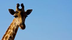 Neugierige Giraffe