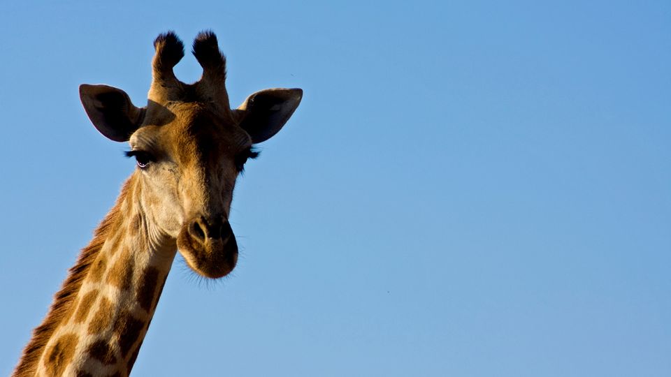 Neugierige Giraffe
