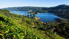 Teeplantage in Nuwara Eliya