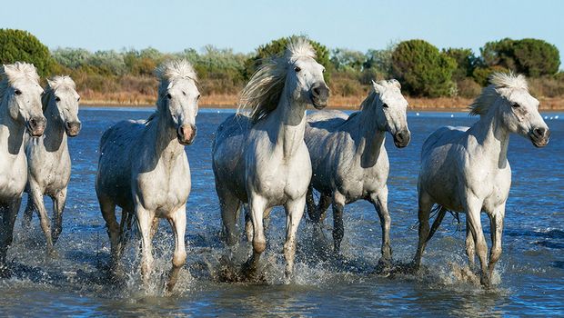 2699  Wildpferde in der Camargue