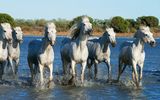 2699  Wildpferde in der Camargue