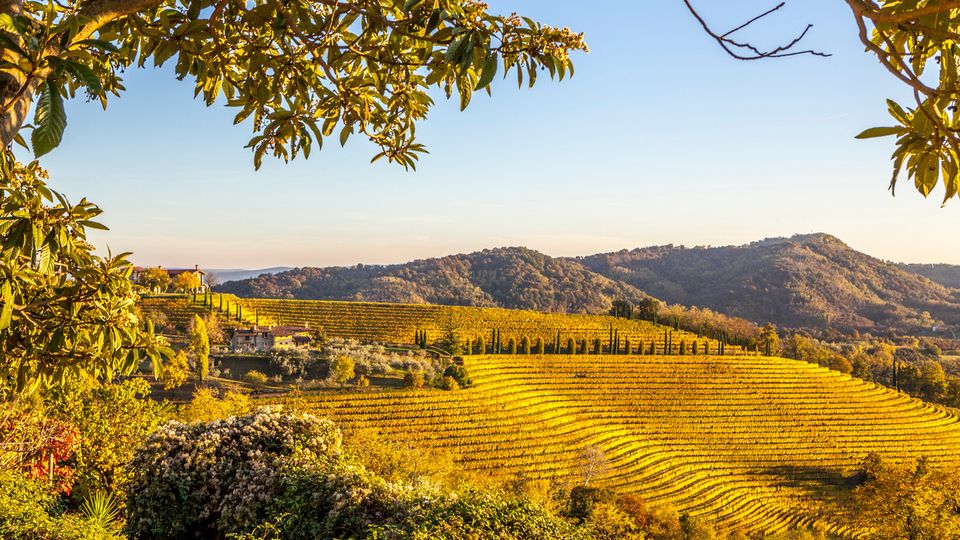 Weinberge in Collio Region