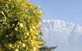 Limone mit Monte Baldo Massiv