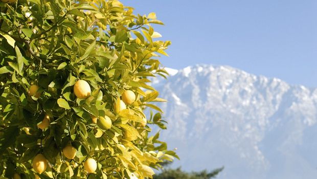 Limone mit Monte Baldo Massiv