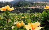 Madeira Hibiskus