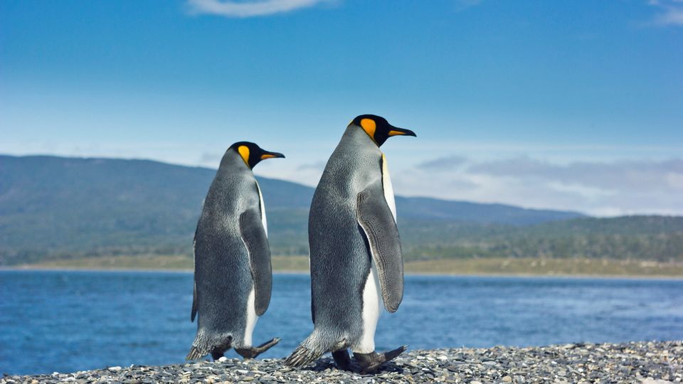 Zwei Pinguine auf dem Weg zum Meer