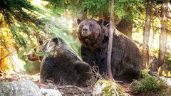Grouse Mountain, Grizzly Bären
