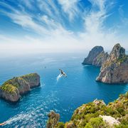 Möwe düst über Capri
