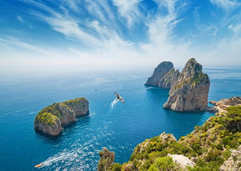 Möwe düst über Capri