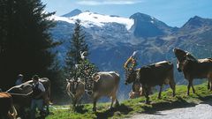 Almabtrieb im Zillertal