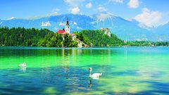 Schwäne vor der Insel Bled
