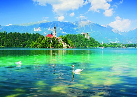 Schwäne vor der Insel Bled