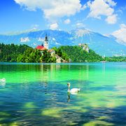 Schwäne vor der Insel Bled