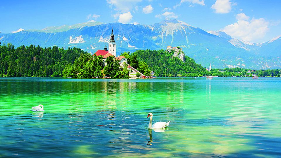 Schwäne vor der Insel Bled