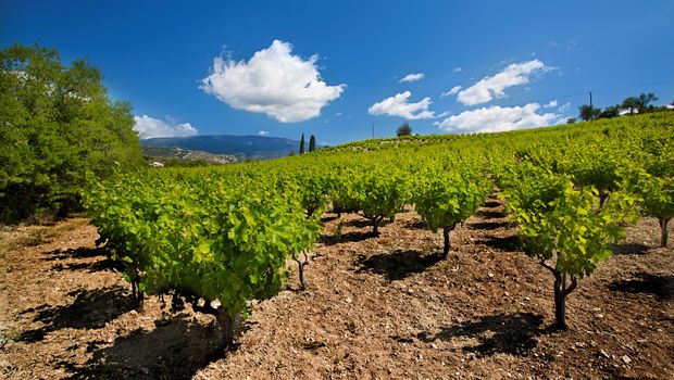 idyllischer Weingarten auf Zypern