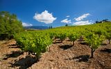 idyllischer Weingarten auf Zypern