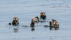 Seeotter im Glacier Bay Nationalpark