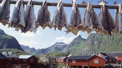 Geangelte Fische in Lofoten