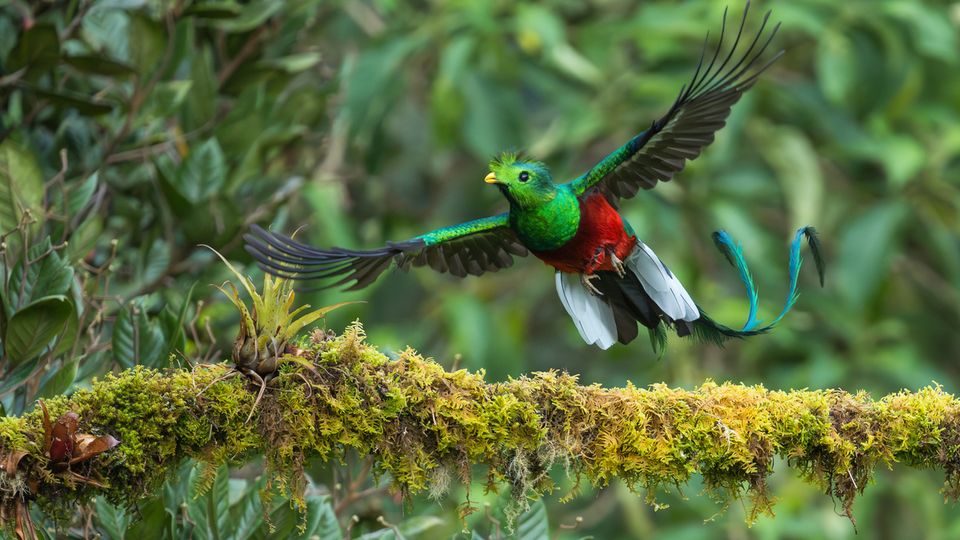 Vogel Quetzal in Ranchito de Quetzal