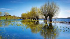 Frühling an der Oder 