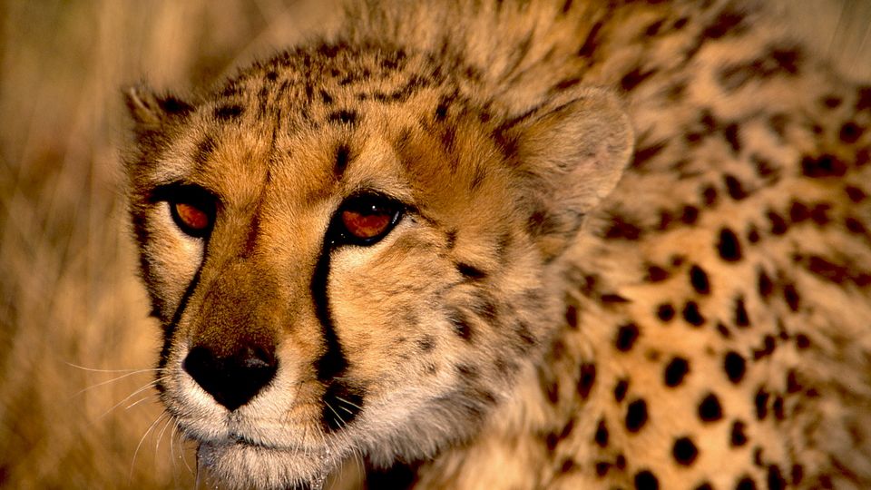 Gepard