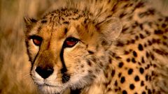 Gepard
