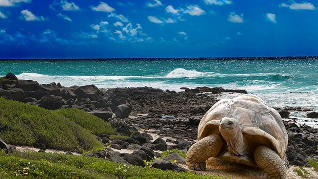 Schildkröte am Strand der Galapagos Inseln