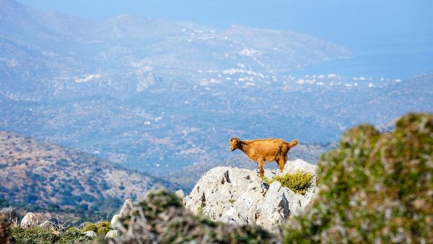 Bergziege auf Kreta