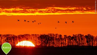 Kraniche an der Ostsee mit Sonnenaufgang