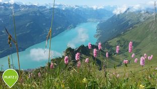 Schweiz mit Blumenwiese, schneebedeckte Gipfel und klare Seen