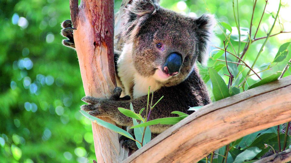 Koala in Australien