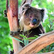 Koala in Australien