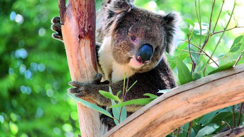 Koala in Australien