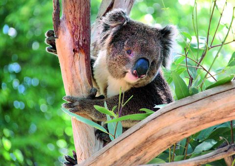 Koala in Australien