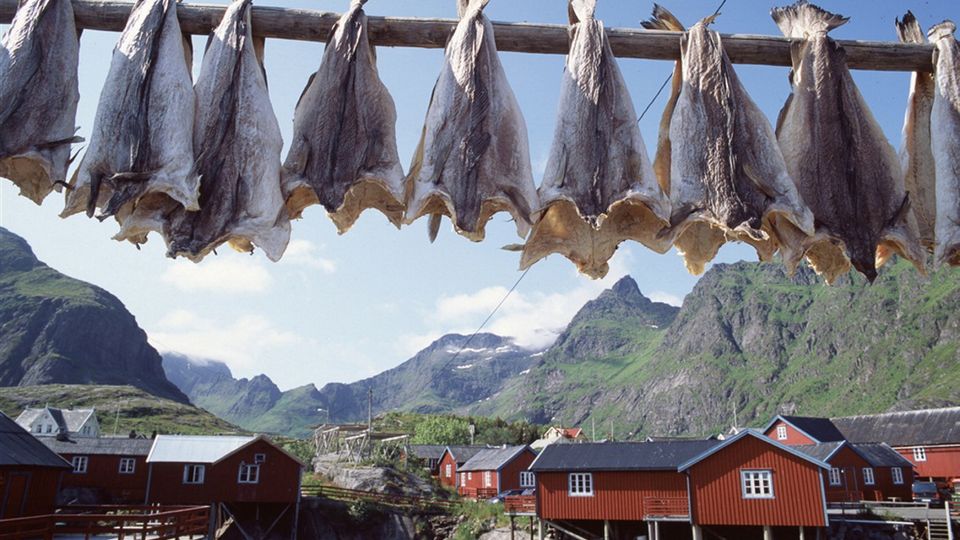 Geangelte Fische in Lofoten