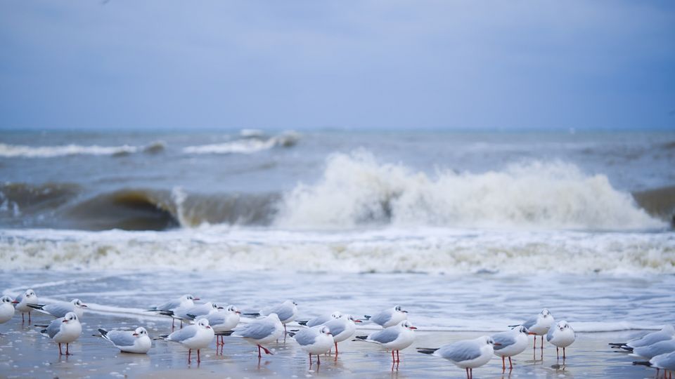 Möven am Strand