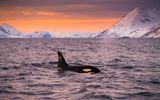 Wal in den Fjorden Norwegens