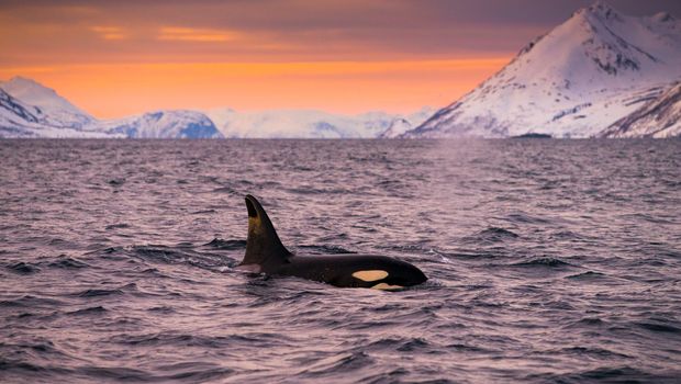 Wal in den Fjorden Norwegens