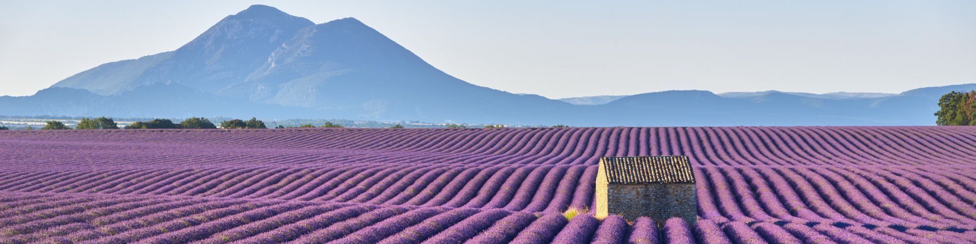 Lavendelfeld auf einer Frankreich Reise mit sz-Reisen