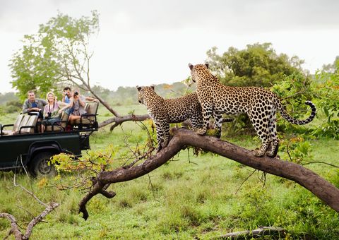 Safari mit Leopardensichtung ©moodboard, AdobeStock Safari mit Leopardensichtung