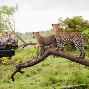 Safari mit Leopardensichtung ©moodboard, AdobeStock Safari mit Leopardensichtung