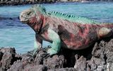 Tierwelt auf Galapagos