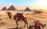 Kamele vor den Pyramiden