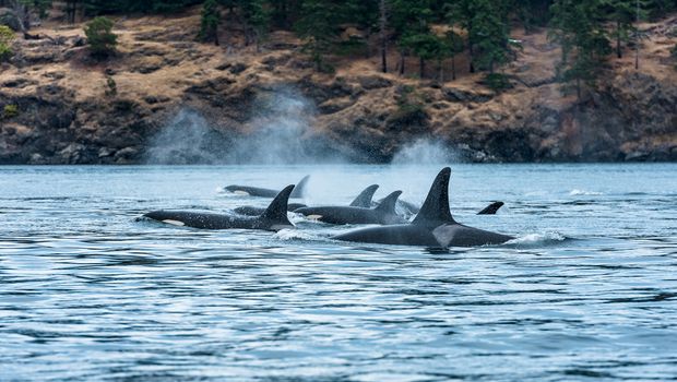 Orcas vor Vancouver Island