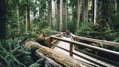 MacMillan Provincial Park, Vancouver Island